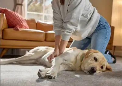 K9 CPR and Emergency First Aid, View more