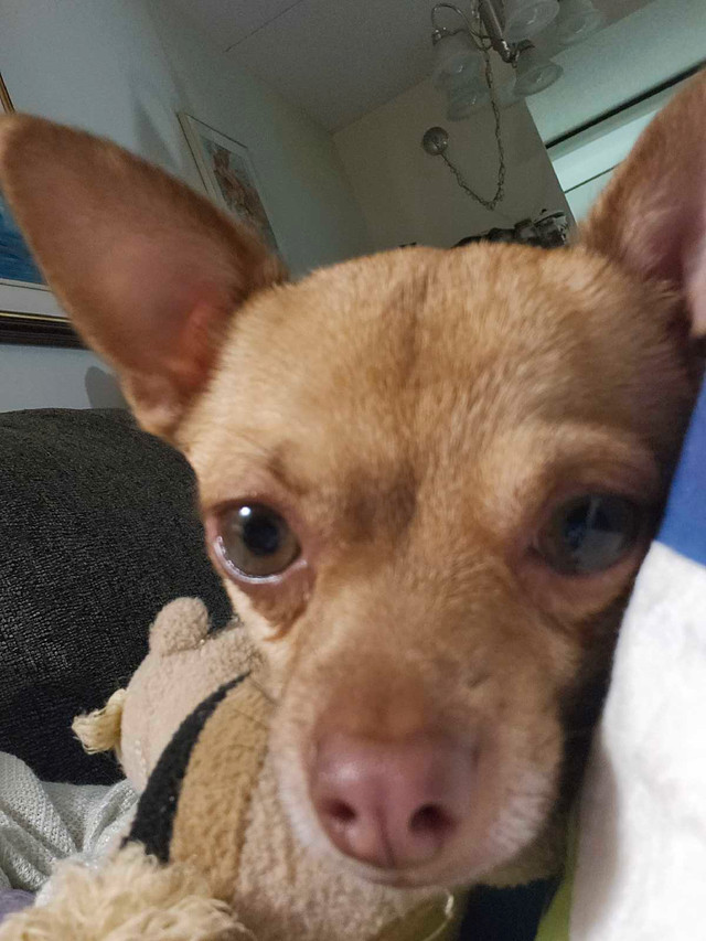 1 yr. old chihuahua..short hair, fawn colour,deer head. in Dogs & Puppies for Rehoming in Trenton - Image 2