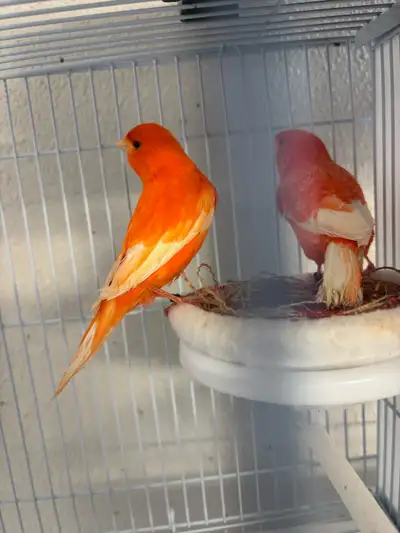 canary’s birds for sale, View more
