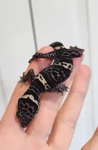 Breeding pair Chinese cave geckos