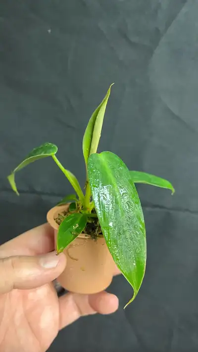 spiritus sancti philodendron, View more