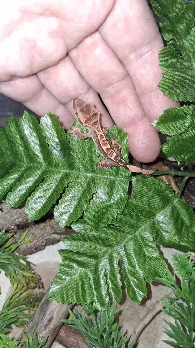 Raise 2 Beautiful Baby Crested Geckos, View more