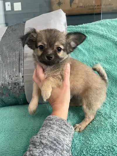 Bonjour! Ma belle saphira a eu de beaux bébés. Il me reste un mâle prêts à partir. Ils est née le 18...