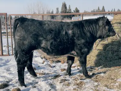 blue roan bull, View more