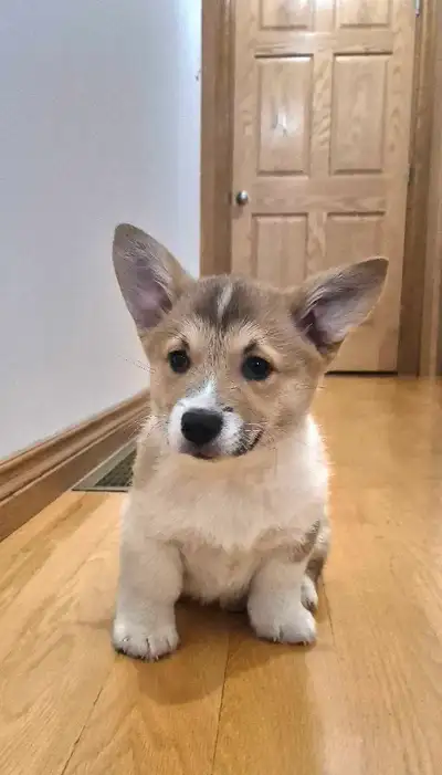 Corgi Puppies, View more