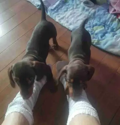 dachshunds puppies, View more