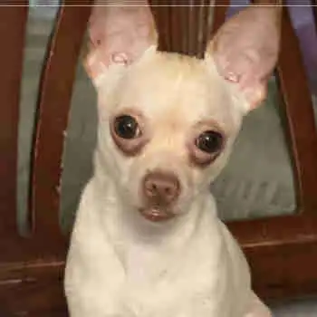 I want to rehome my 2 yr old chihuahua he’s turning 3 yrs old September 6 he’s up to date with all h...