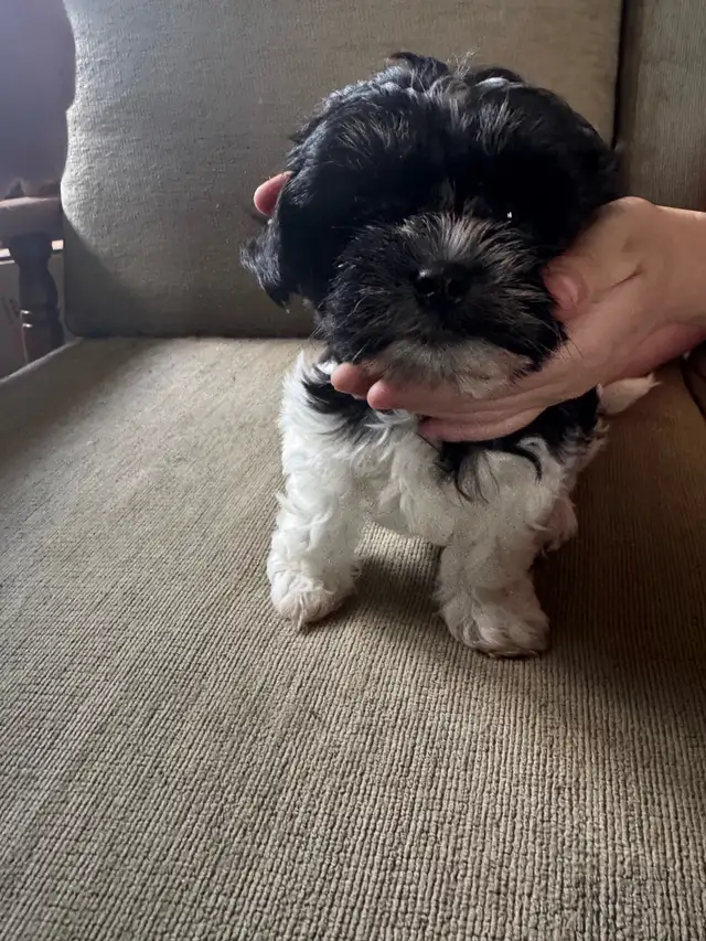 Miniature Shihpoo puppies in Dogs & Puppies for Rehoming in Ottawa - Image 3