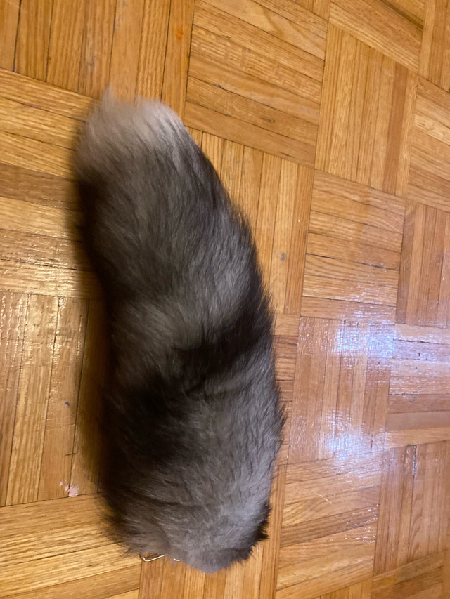 Arctic fox tail in Arts & Collectibles in Hamilton - Image 2