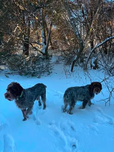 We are a family-based Wirehaired Pointing Griffon breeder located in Southern Ontario, focused on ra...