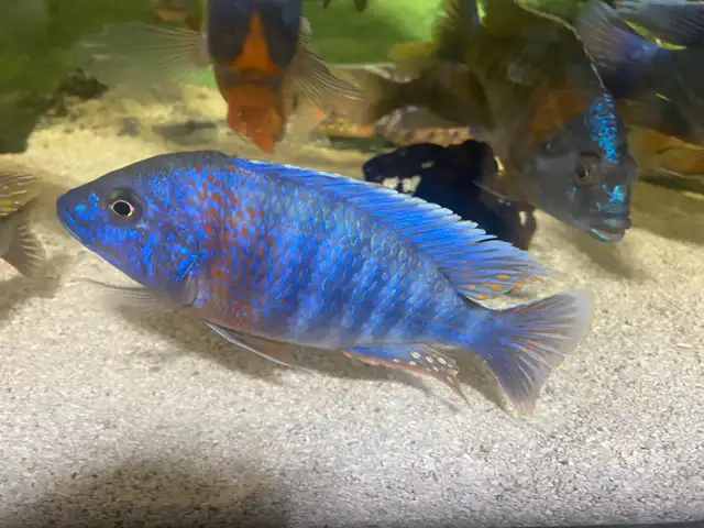 Male Cichlids for sale in Fish for Rehoming in Kingston - Image 4