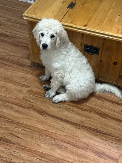 golden doodle, View more