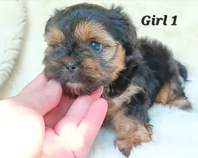 Tiny Shorkie Puppies!  Girls and Boys!, View more