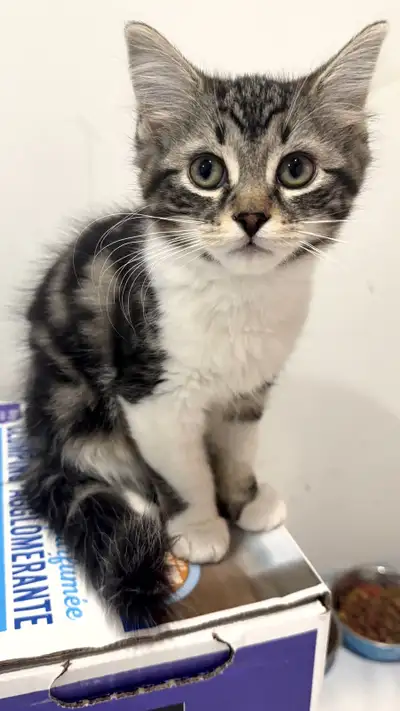 Female kitten for rehoming, View more