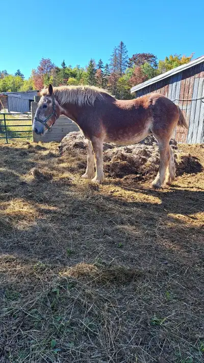 Belgian mare , View more
