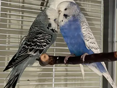 English Budgie , View more