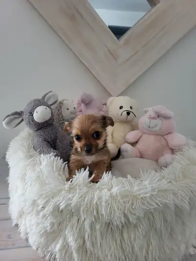 **SOLD**1 TINY YORKIE BOSTON TERRIER X, View more
