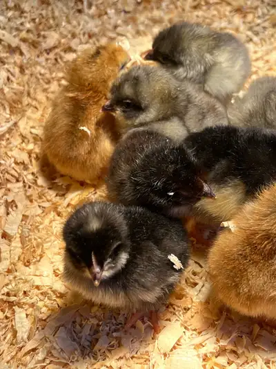 Rainbow mix chicks , View more