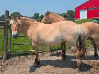 Registeted Norwegian fjord mare, View more
