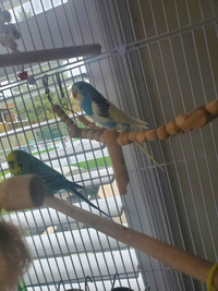 3 budgies for sale