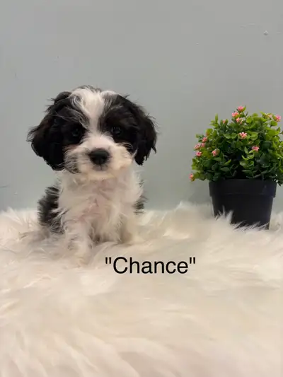 Cavapoo Puppies, View more