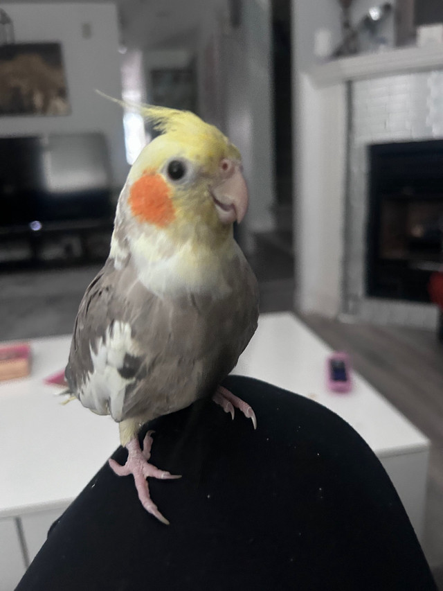 LOST BIRD in Animal & Pet Services in North Shore - Image 3