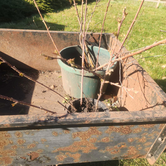 Raspberry Canes  in Plants, Fertilizer & Soil in Cowichan Valley / Duncan - Image 3
