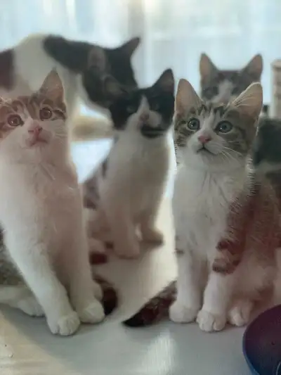Quatre Chatons en bonne santé., Voir plus