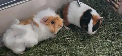 2 guinea  pigs  needs new home for free. 5mos old female, View more