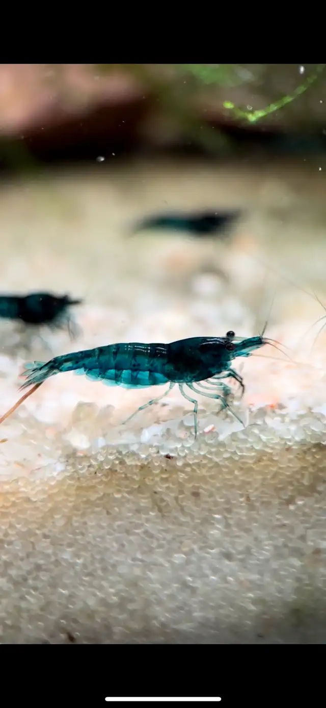 Neocaridina Blue Dream Shrimp in Other in City of Toronto - Image 3