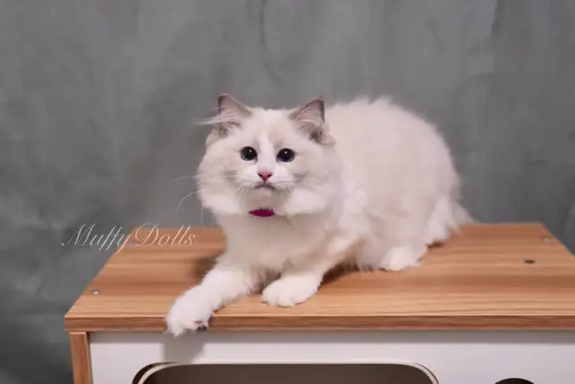 Purebred Ragdoll Kittens Looking For New Home in Cats & Kittens for Rehoming in City of Toronto - Image 9