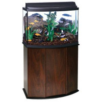 36 gallon rounded fish tank with koi fish