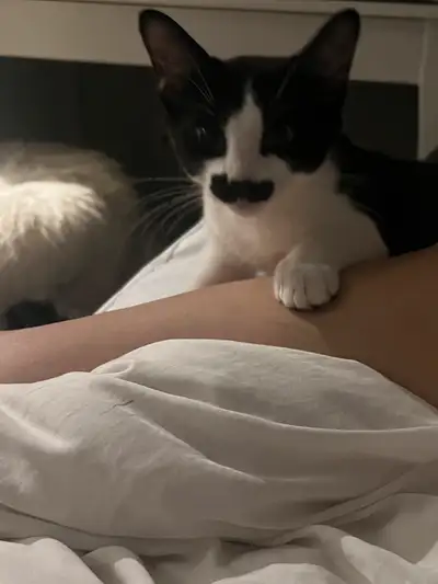 Hello! I am an eight months old kitten. I am neutered and very friendly. I like playing hide and see...