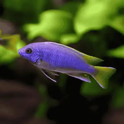 Acei Cichlid African , View more