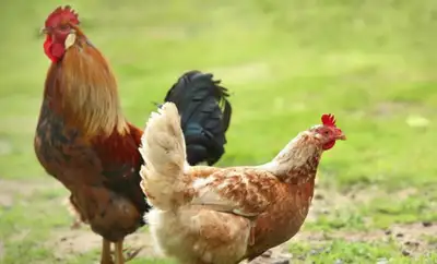 roosters, View more