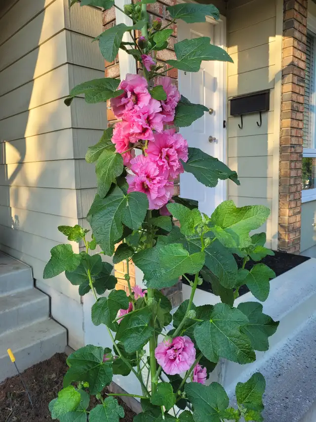 hollyhock plants63023586389507124