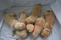 CKC Reg’d Fox Red and Yellow Lab Puppies