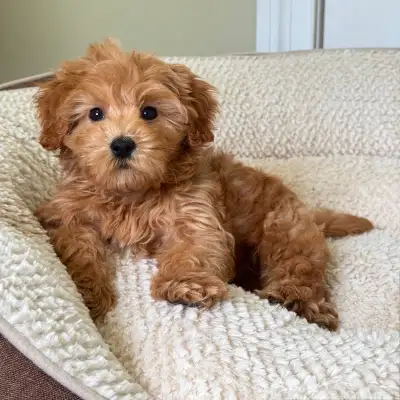 Apricot Toy Maltipoo Ready To Go Home, View more