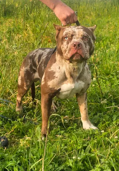 AVAILA-BULL for Adoption ~Tiny & Tank~ Dior × Krueger Born July 29th 2024 ABKC Registered Microchipp...