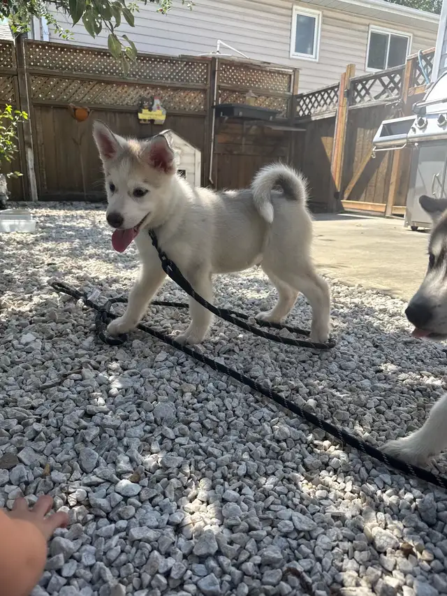 1 Siberian Husky Puppy Left!! LAST ONE!!!!! in Dogs & Puppies for Rehoming in Edmonton - Image 3
