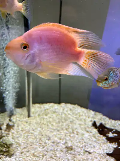 King Kong Parrot Fish, View more