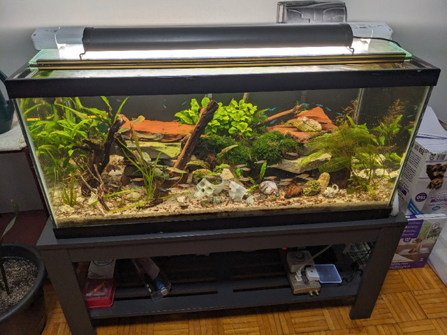 40 GALLON COMPLETE SET UP- THRIVING TANK- $400 in Fish for Rehoming in Oshawa / Durham Region