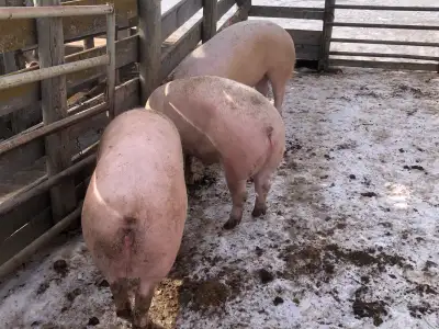 Pork sides, View more