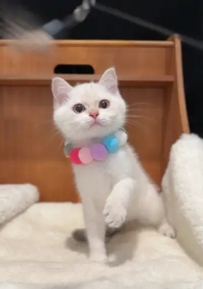 Cute Golden Blue colorpoint British Shorthair Sister, View more