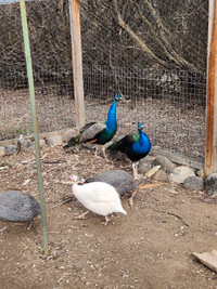 Two yearling peacocks