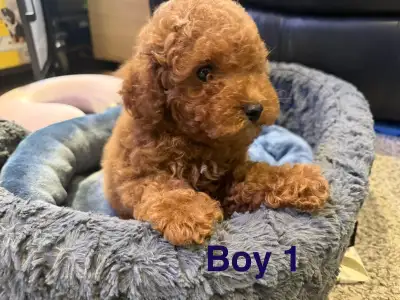 Tiny Toy Poodle  - LAST ONE, View more