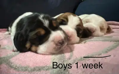 Bassett Hound Puppies, View more