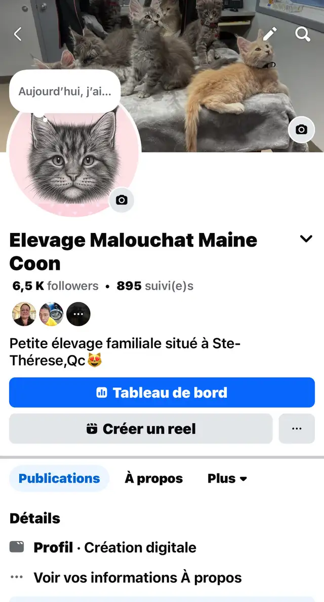 FEMELLES CHATONS MAINE COON(TICA)