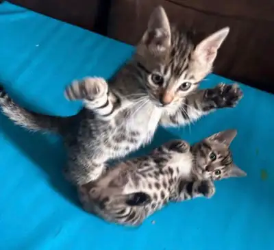 2 Rare Silver Bengal kittens, and 1 black-brown spotted Bengal kittens. one boy, rest girls. Purebre...