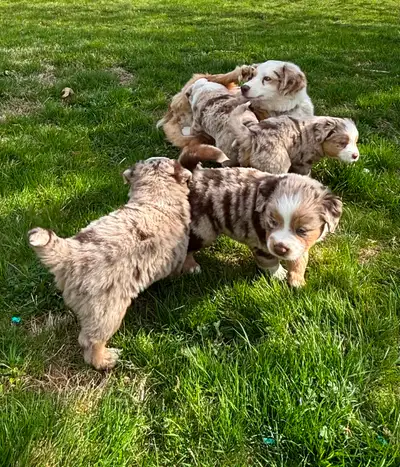 Registered Miniature Australian Shepherd, View more